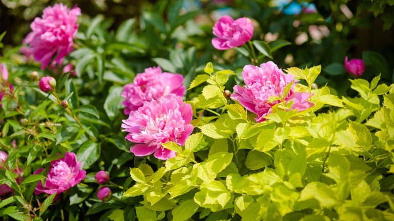 20 Tips Van Experts Om Je Pioenrozen Dit Voorjaar Te Laten Bloeien (En Nog Een Paar Geheimen Voor Grotere Bloemen)