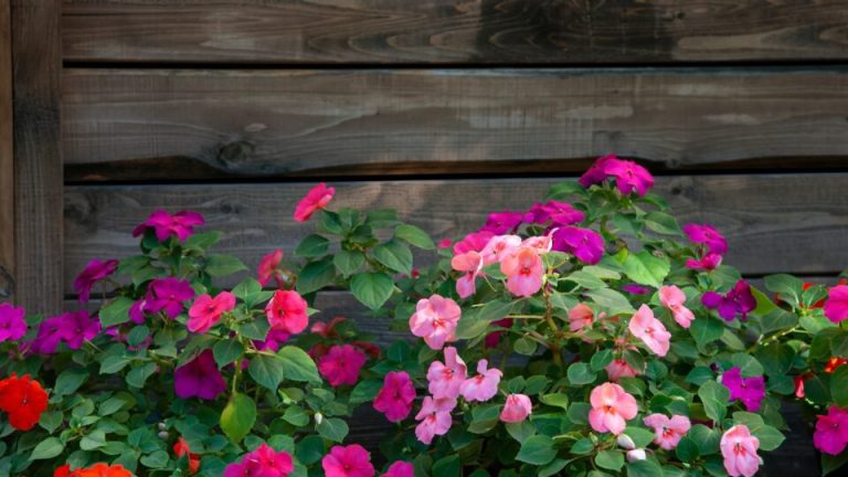 23 Planten Die, Ongeacht De Zon, Op Je Terras Zullen Bloeien