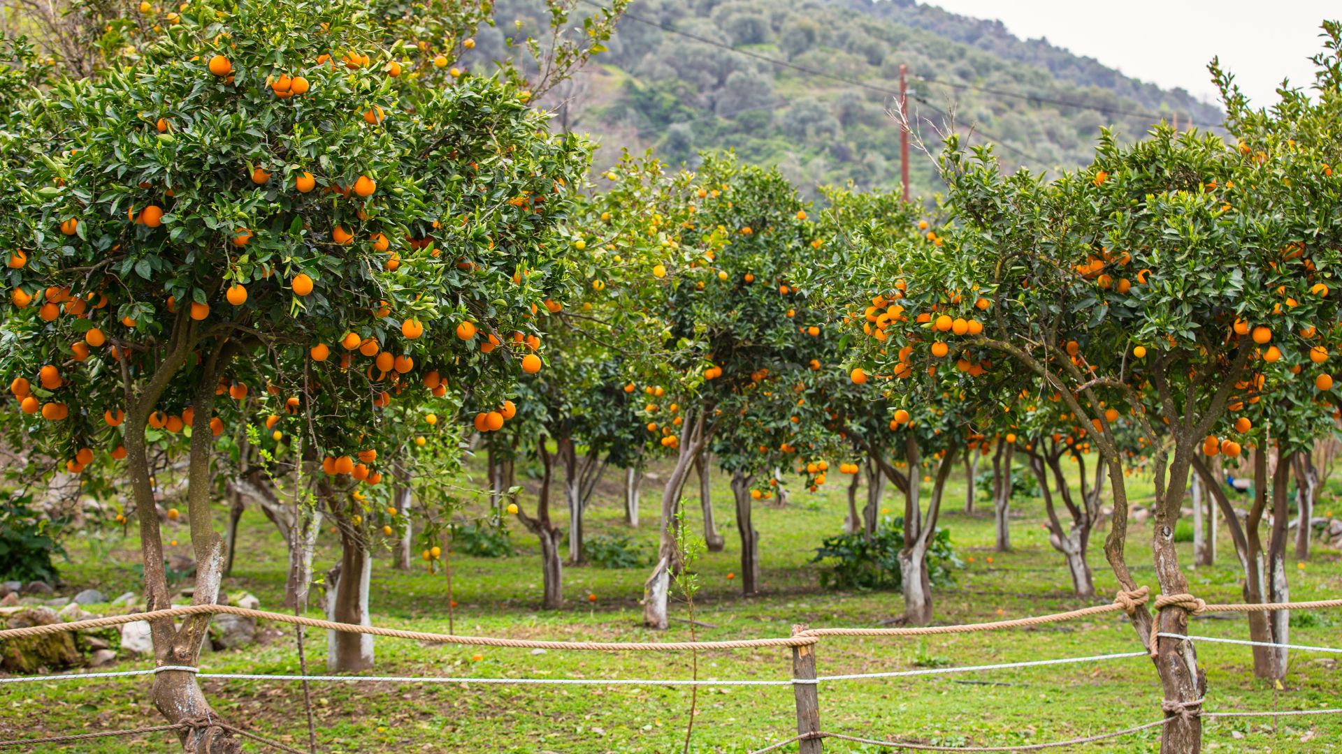 27 Beste Fruitbomen Om In Je Tuin Te Laten Groeien