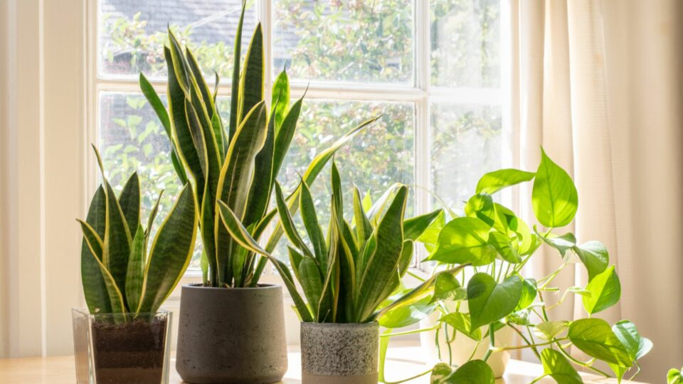 29 Kamerplanten Die Geuren Verwijderen En Je Huis Opfrissen
