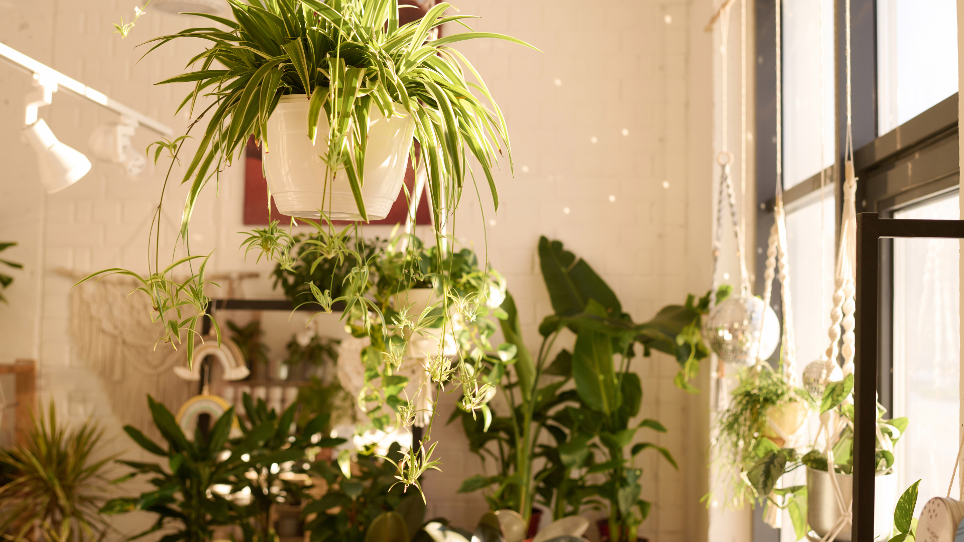 31 Kamerplanten Die Prachtige Bloemen Produceren