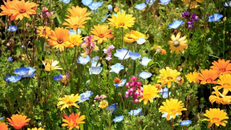 31 Zaden Om Nu Te Zaaien In Plaats Van Tot De Lente Te Wachten