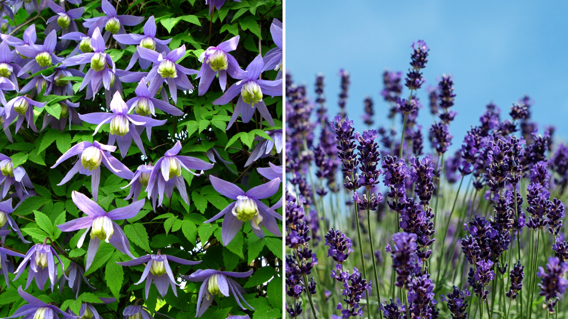 4 Planten Die Je Tot Eind Mei Moet Snoeien Als Je Meer Prachtige Bloesems Wilt
