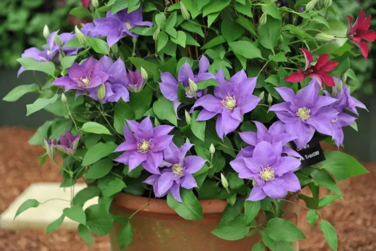 5 Effectieve Tips Die Je Zullen Helpen Om Clematis In Potten Te Laten Groeien