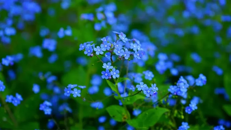 5 Prachtige Lentebloemen Voor Schaduwrijke Tuinen