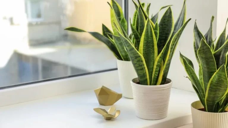 5 Tips Van Experts Voor Het Verzorgen Van Sansevieria's