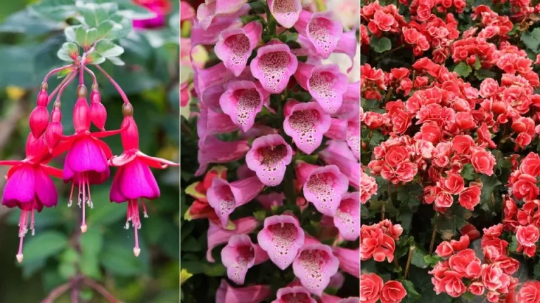 7 Boeiende Planten Die In De Schaduw Gedijen