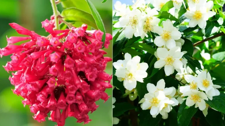 7 Geurige Bloemen Die Supergemakkelijk Te Kweken Zijn