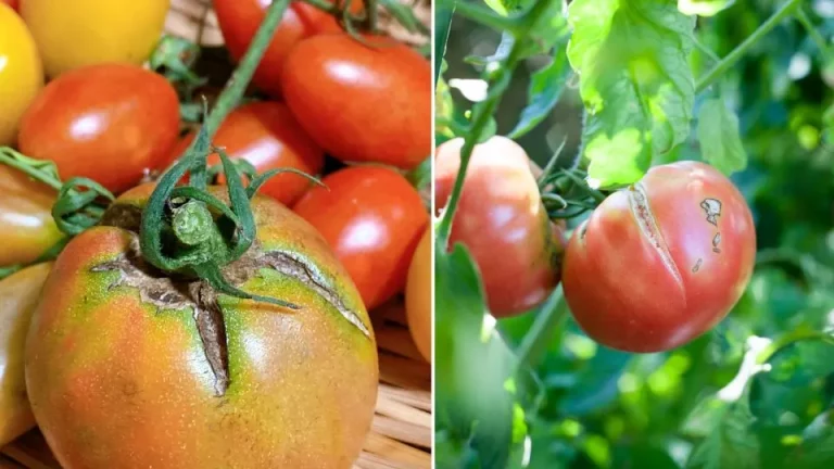7 Onverwachte Redenen Waarom Je Tomaten Splijten En Barsten