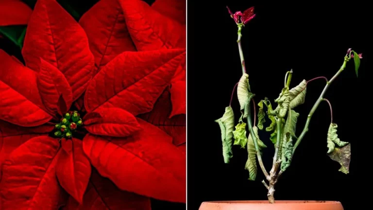 8 Redenen Waarom Je Kerstster Sterft En Hoe Je Het Kunt Oplossen