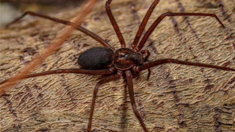 Als Je Bruine Kluizenaarsspinnen In Je Tuin Ziet, Dan Kan Dit De Reden Zijn