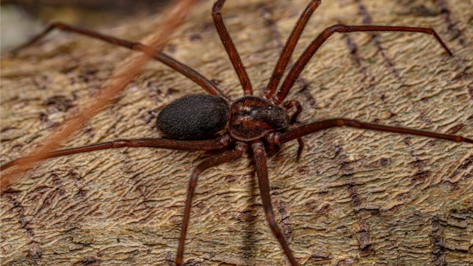 Als Je Bruine Kluizenaarsspinnen In Je Tuin Ziet, Dan Kan Dit De Reden Zijn