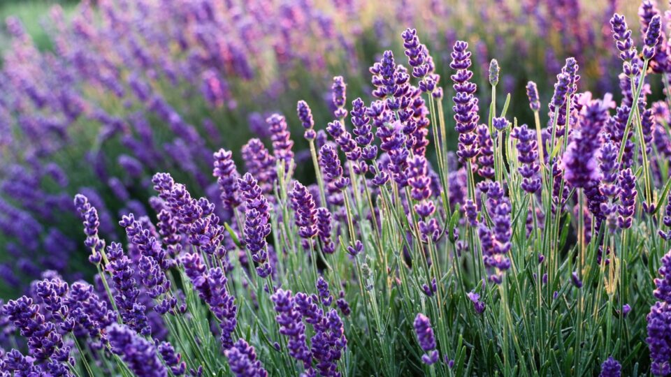 Breng Je Lavendel Weer Tot Leven Met Deze Eersteklas Tips Waarover Niemand Je Over Heeft Verteld