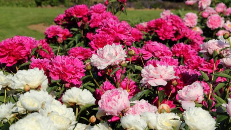 De 22 Mooiste Vaste Planten Met Bloemen Voor Elk Tuinontwerp