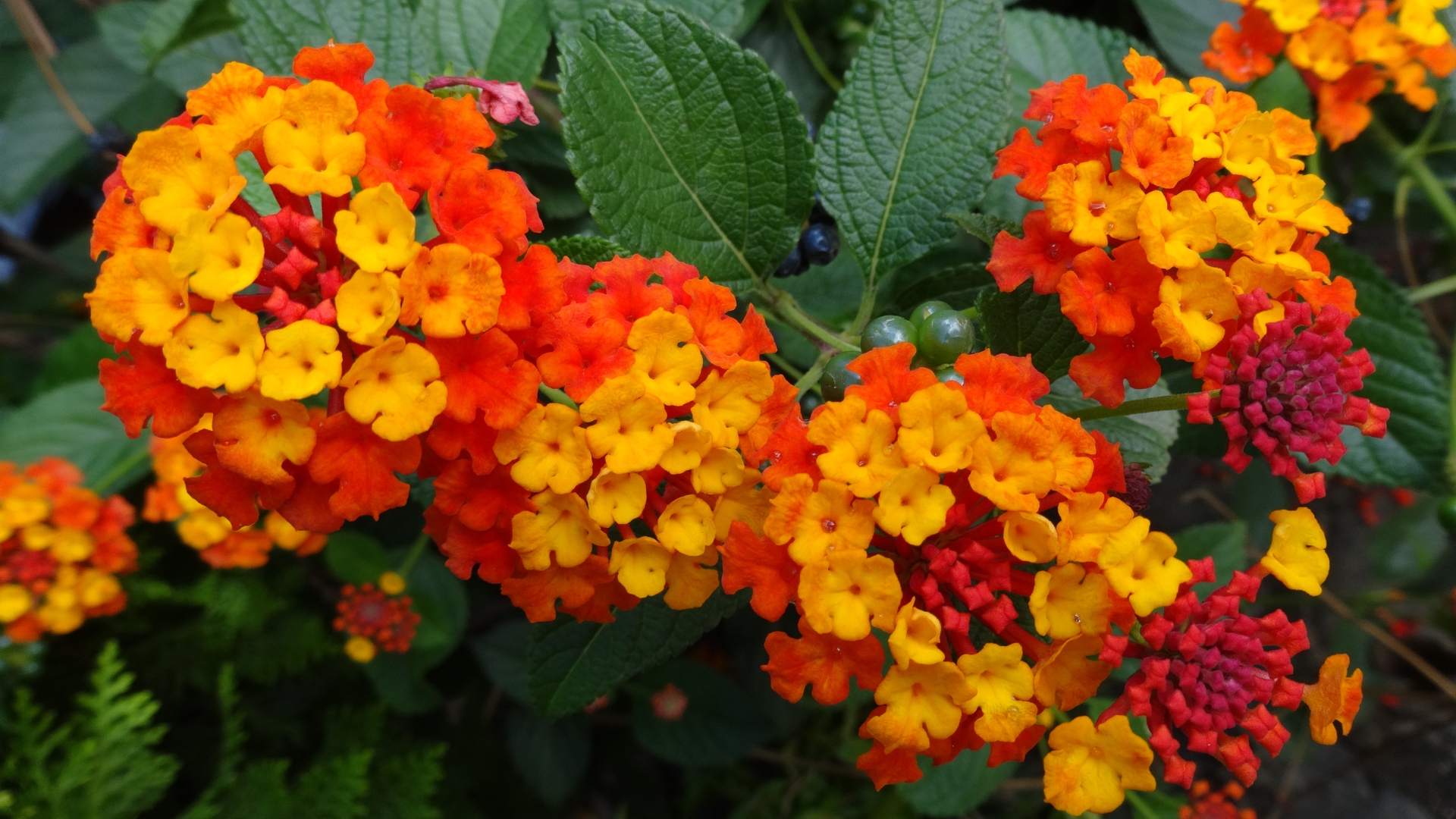 De Beste Droogtetolerante Bloemen Om Deze Maand Te Planten (En Wat Te Vermijden)