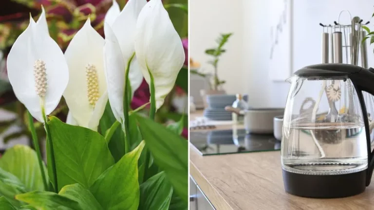 De Ultieme Methode Om Lepelplanten Water Te Geven