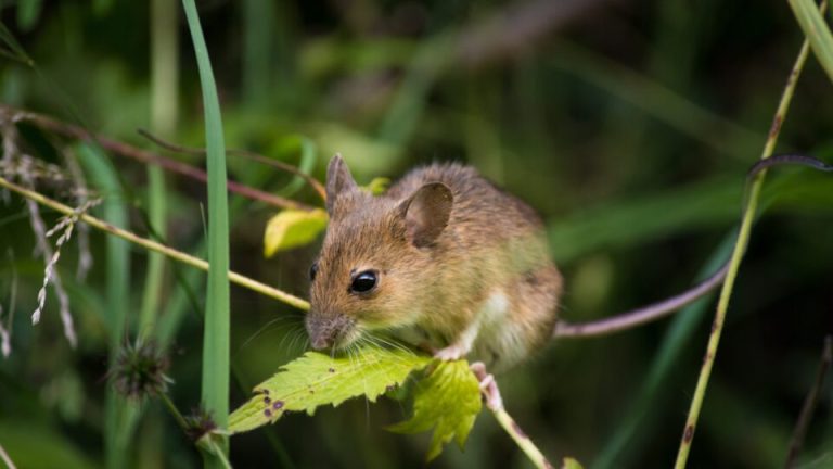 Dit Geweldige Kruid Zal Voor Eens En Altijd Muizen Uit Je Huis En Tuin Weren
