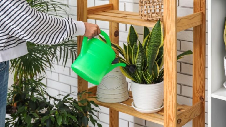 Dit Is Hoe Vaak Je Je Sansevieria Water Moet Geven Voor De Gezondste En Meest Levendige Groei