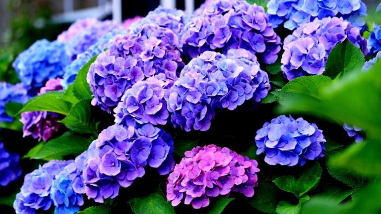 Doe Deze 5 Dingen In De Lente Met Je Hortensia’s En Ze Zullen Meer Bloemen Produceren