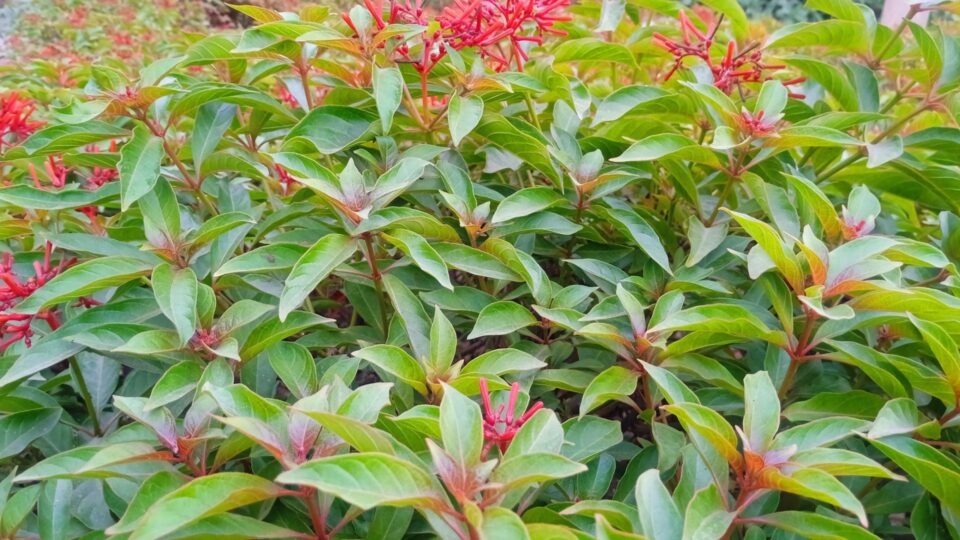 Eenvoudige Stappen Voor Het Kweken Van De Mooiste Struik, Hamelia Patens, Om Het Hele Jaar Een Ongelooflijke Look In Je Tuin Te Hebben