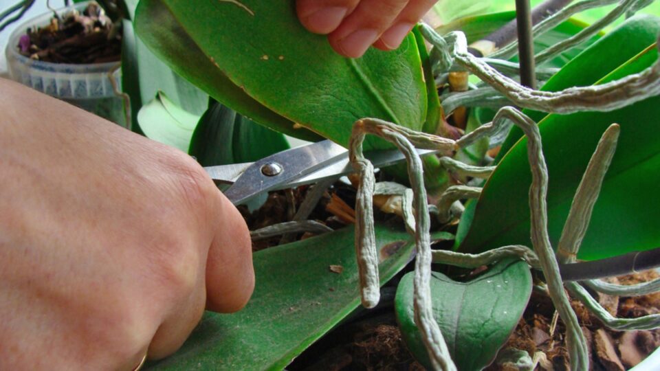 Gebruik Deze 8 Tips Om Je Orchideeën Te Snoeien En Van Meer Prachtige Bloemen Te Genieten