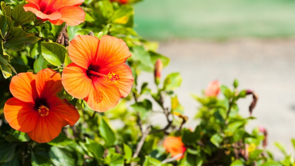 Gebruik Dit Overgebleven Product Uit Je Keuken En Je Hibiscus Zal Als Nooit Tevoren Gedijen