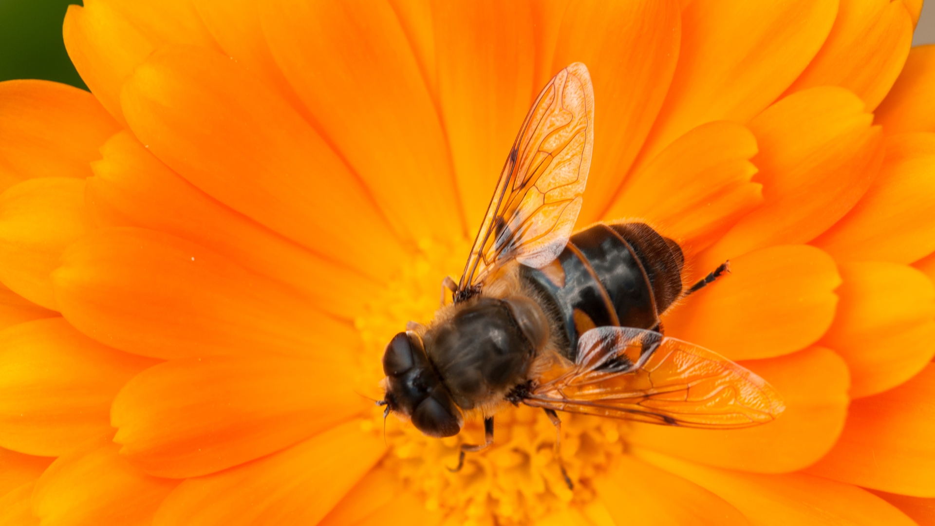 Hier Is Een Eetbare Bloem Die Bijen En Bestuivers Naar Je Tuin Zal Trekken
