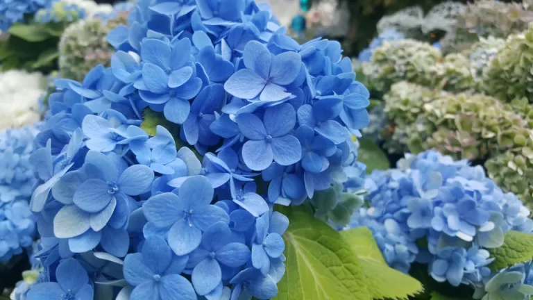 Hoe De Kleuren Van Hortensia’s Te Veranderen Voor Een Prachtige Weergave Van Bloemen