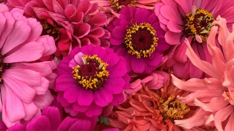Hoe Zinnia Bloemen Te Planten En Te Kweken
