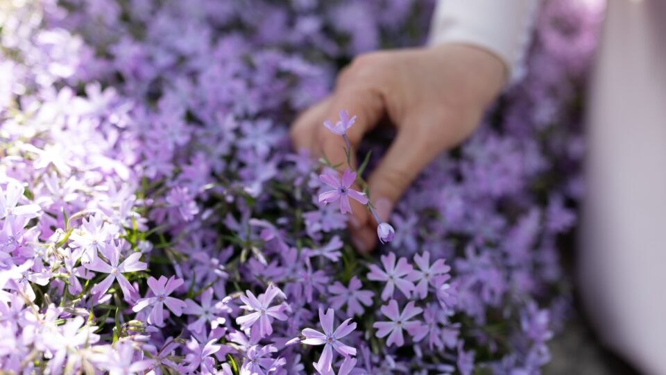 Houd Je Tuin Met Deze Prachtige Plant Het Hele Jaar Door Onkruidvrij