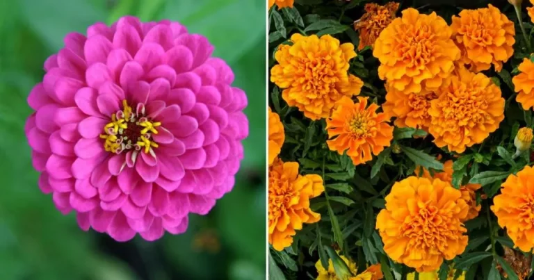 Kleur Je Zomertuin Met 11 Kleurrijke Eenjarige Planten Die Non-Stop Zullen Bloeien