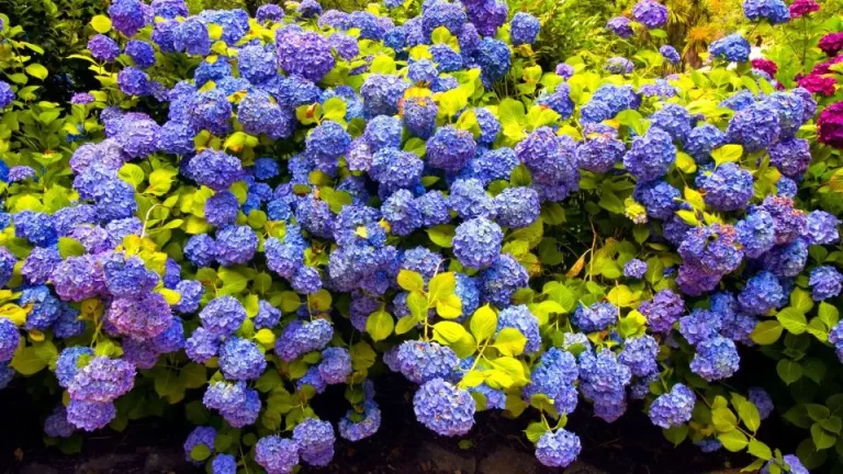 Kweek Deze Bloem Naast Je Hortensia's Voor Een Prachtige Tuin