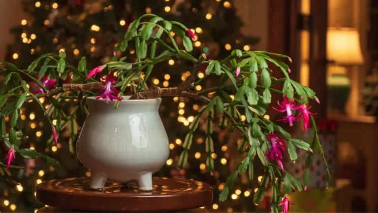 Moet Je Je Kerstcactus In Het Donker Zetten?