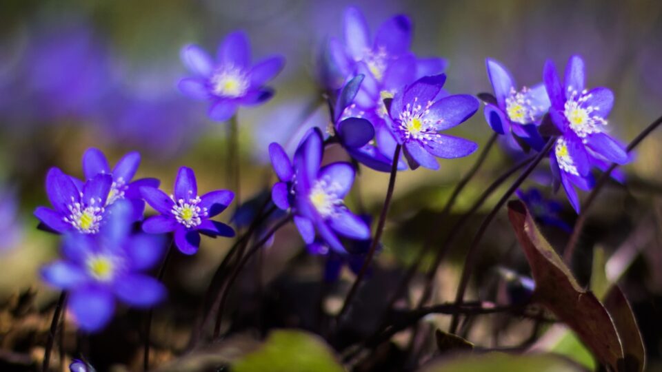 Plant Deze Meerjarige Wilde Bloem Onder Je Bomen En Zie Hem Bloeien