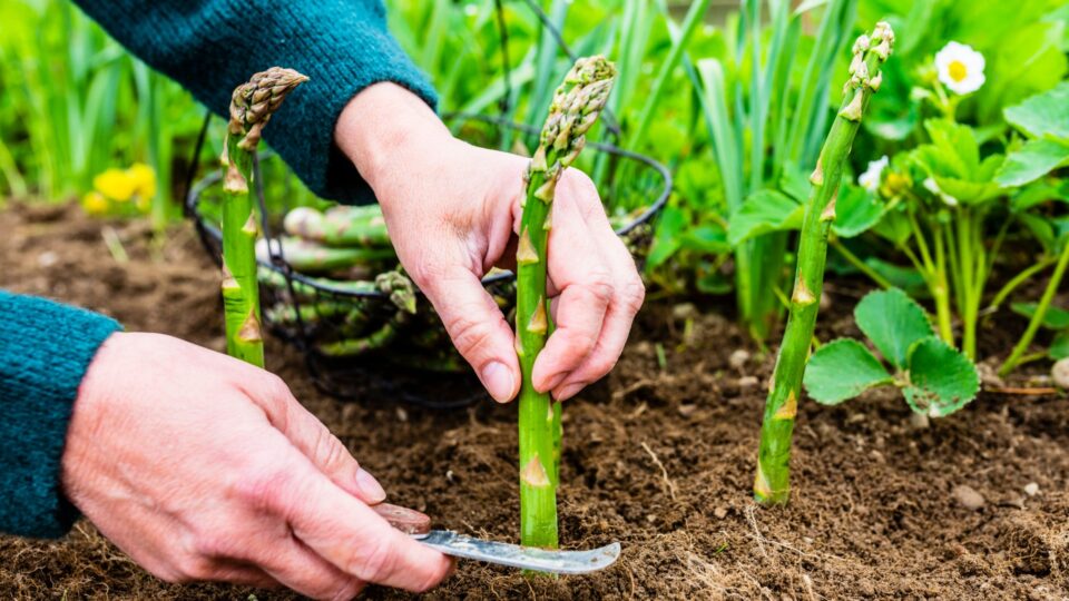 Snoei Je Asperges Op Het Juiste Moment Van Het Jaar Terug Om Het Volgende Jaar Meer Heerlijke Gewassen Te Krijgen
