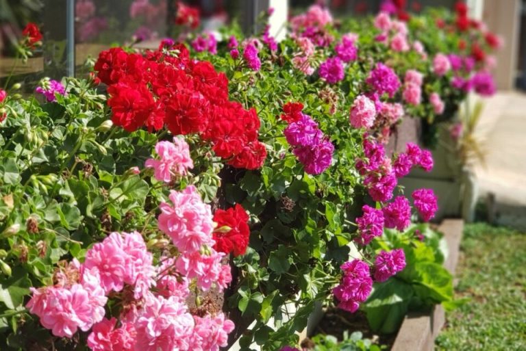 Volg Deze 6 Stappen Om Geraniums NU Voort te Planten Voor Meer Prachtige Bloemen Het Volgende Seizoen