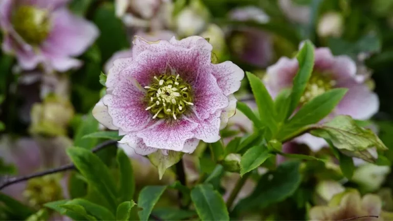 Waar Een Helleborus Te Planten Voor De Beste Bloemenweergave