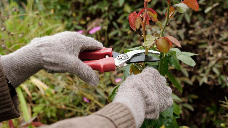 13 Planten Die Je Nu Moet Snoeien Voor Epische Zomerbloemen (Plus 4 Die Het Haten Om Gesnoeid Te Worden)