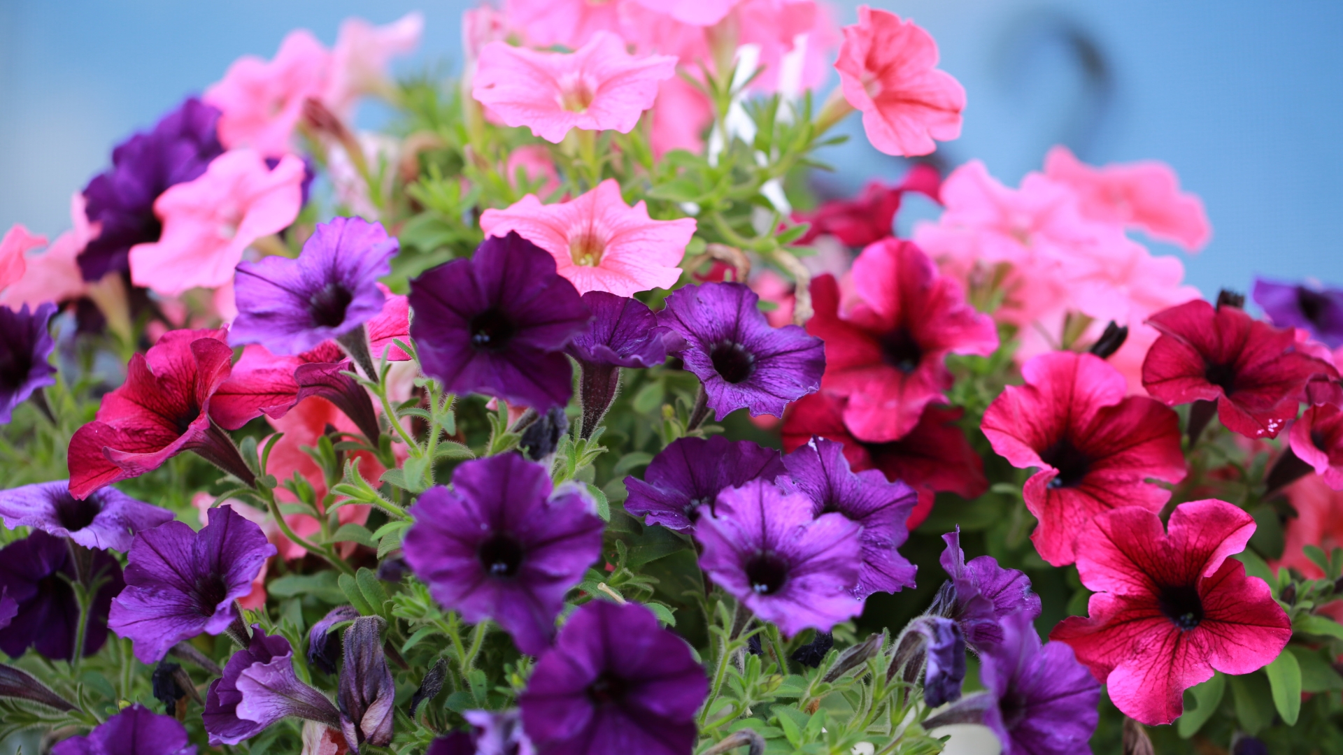 17 Fouten Met Water Geven Die Petunia’s Verpesten (en Hoe Het Goed Te Doen)