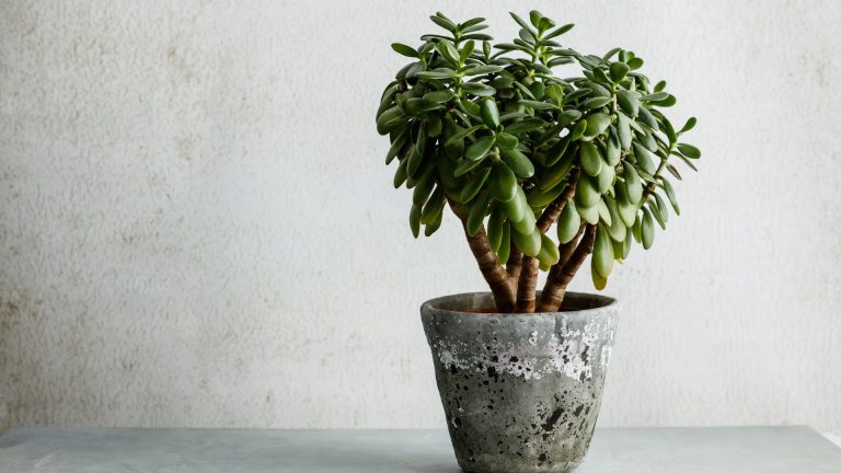 20 Tekenen Dat Je Jadeplant Te Veel Water Krijgt (en Wat Je Eraan Kunt Doen)