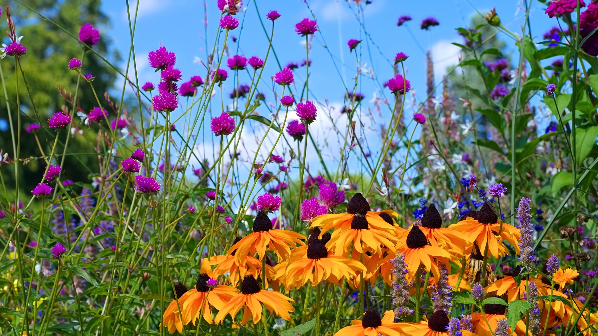 25 Beste Zelfzaaiende Planten Die Steeds Terug Komen