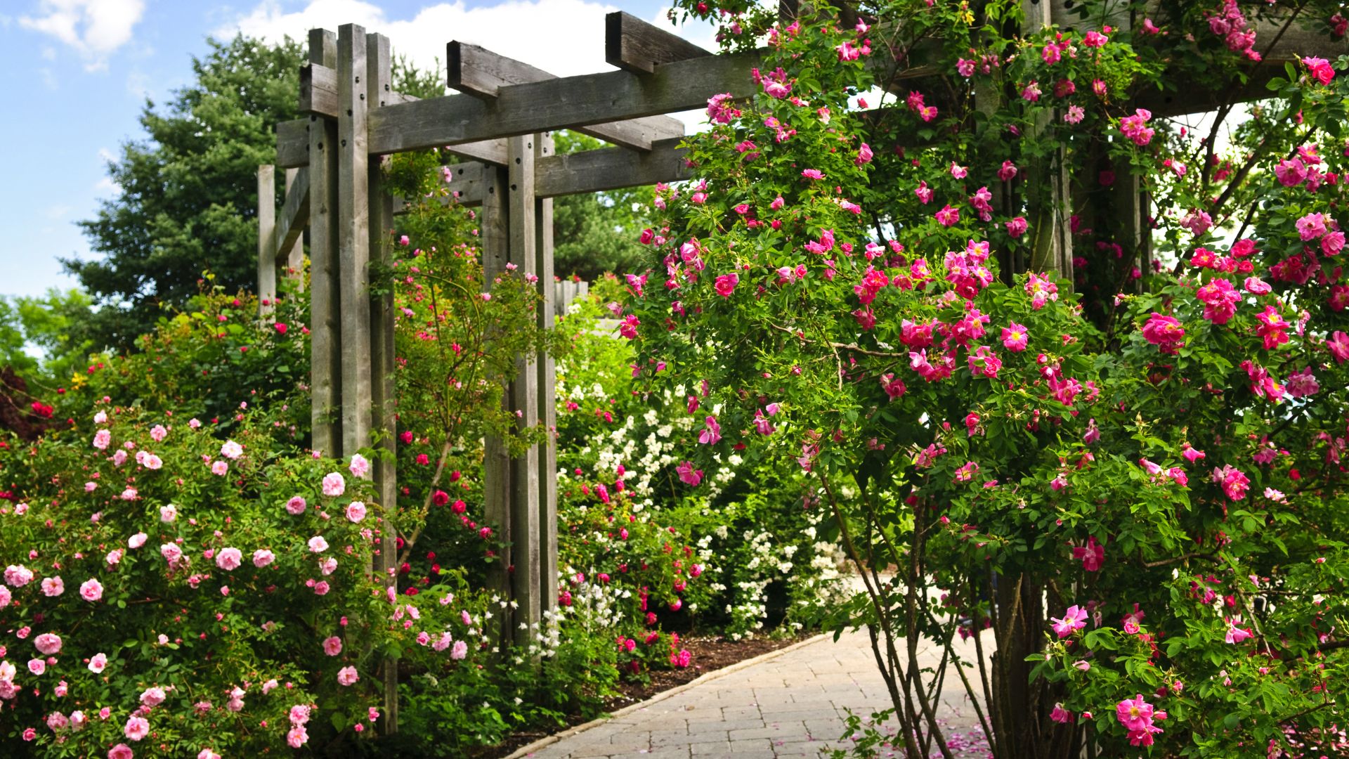 8 Plekken Waar Je Nooit Rozen Moet Planten (En 8 Betere Plekken Die Hen Zullen Helpen Om Te Bloeien)