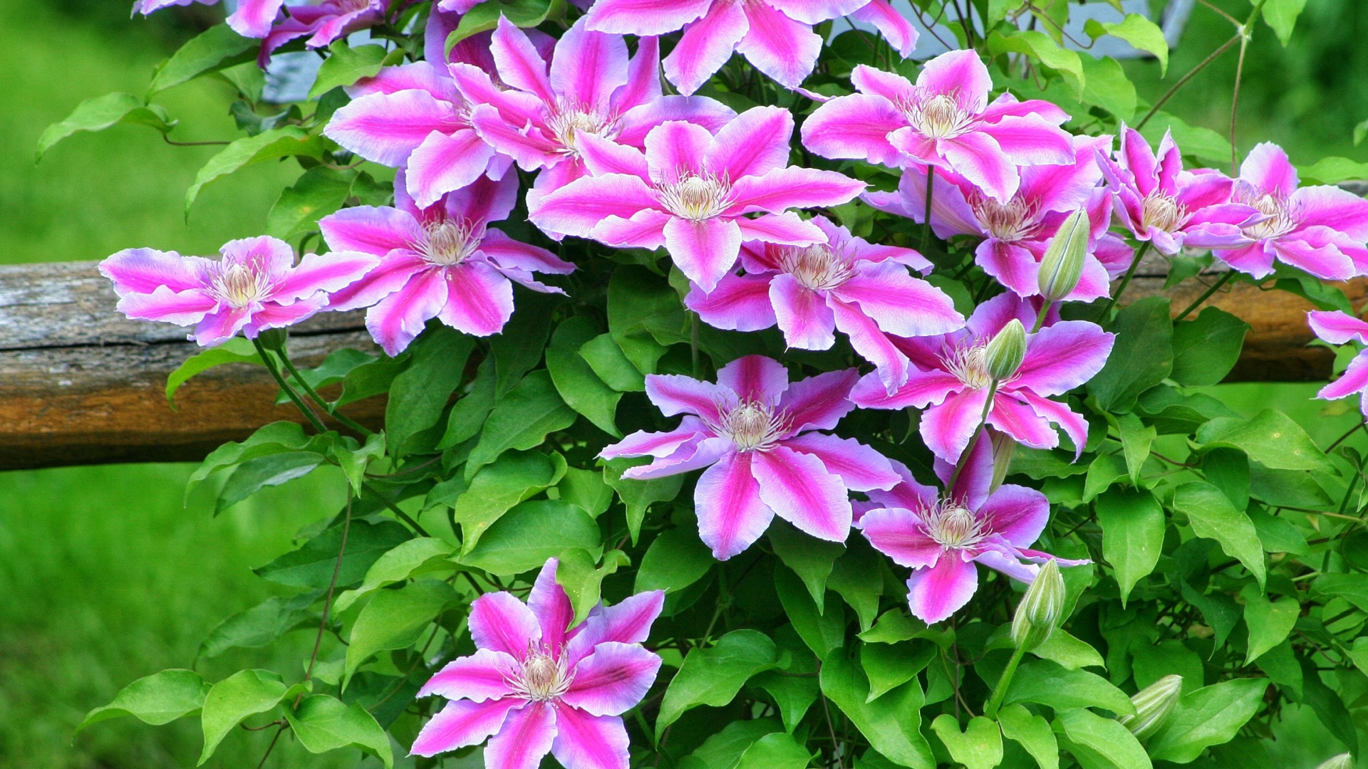 De Waarheid Over Het Toppen Van Een Clematis – 15 Dingen Die Elke Tuinier Moet Weten