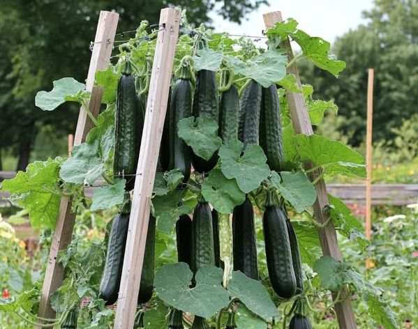 De meeste mensen doen het verkeerd – zo bouw je het perfecte klimrek voor komkommers