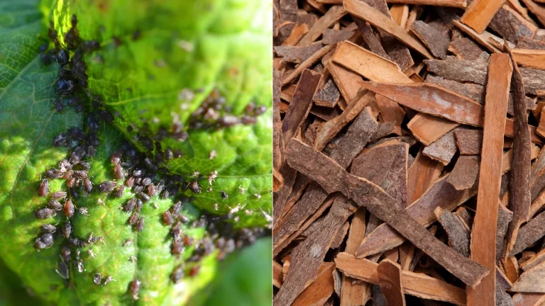 Dit Eenvoudige Ingrediënt Kan Je Planten Tegen Bladluizen Beschermen