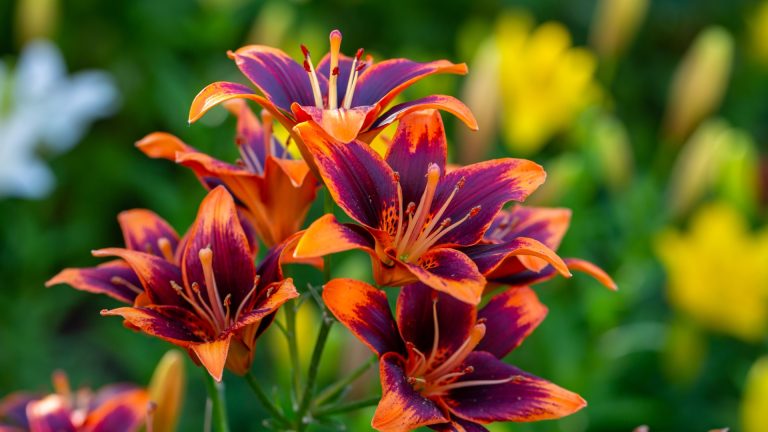 Geen Onkruid Meer Wieden Met Deze 28 Meerjarige Bloemen Die Moeiteloos Onkruid Overtreffen