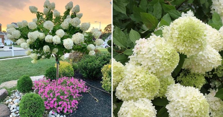 Hoe je hortensia’s kweekt en ze meer laat bloeien