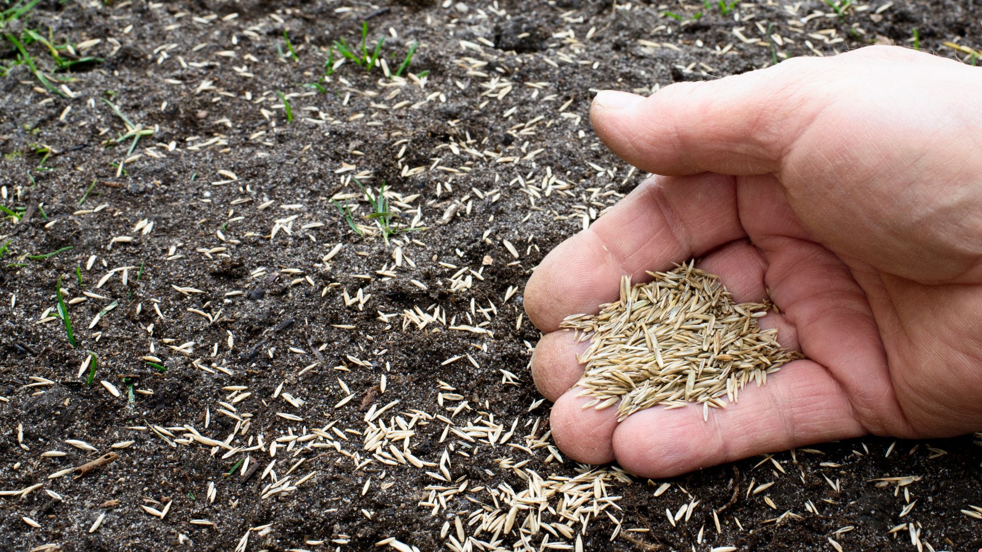 Hoe Je Graszaad Bovenop Aarde Kunt Laten Ontkiemen En Een Prachtig Gazon Kunt Krijgen