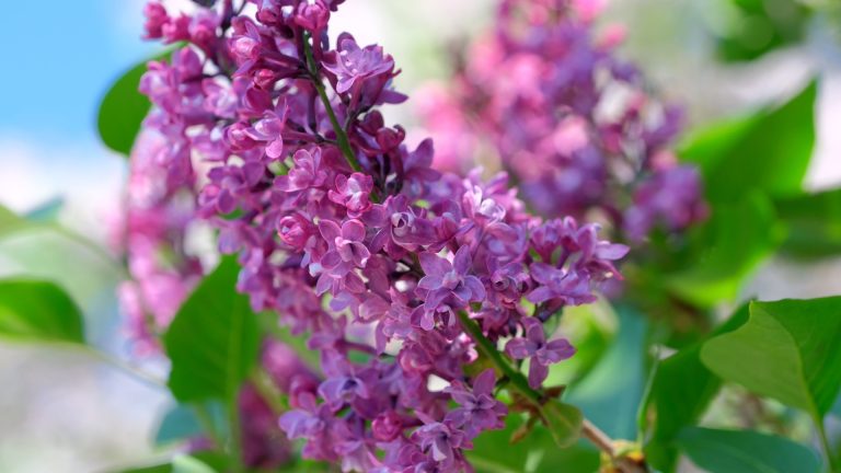 Ik Kweek Al 10 Jaar Seringen - Dit Is Wat Je Echt Moet Doen Als Je Gaat Toppen