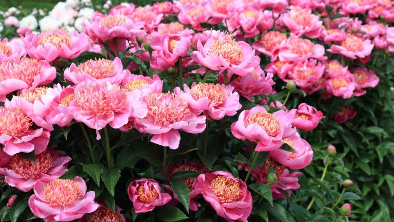 Maak Kennis Met De Heetste Bloem Van 2025 – De Kans Is Groot Dat Hij Al In Je Tuin Staat